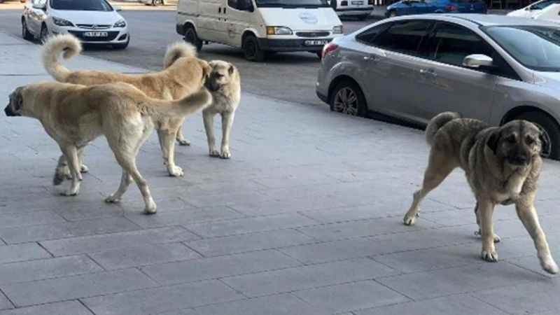 39 ilçede sokak köpeklerinin toplatılması talimatı 39 ilçede sokak köpeklerinin toplatılması talimatı
