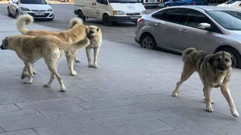 39 ilçede sokak köpeklerinin toplatılması talimatı 39 ilçede sokak köpeklerinin toplatılması talimatı