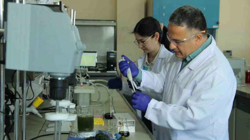 Deniz marulları enerji kaynağına dönüştü Deniz marulları enerji kaynağına dönüştü