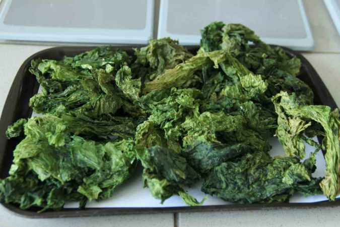 Deniz marulları enerji kaynağına dönüştü Deniz marulları enerji kaynağına dönüştü