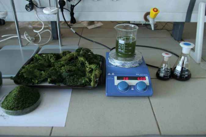 Deniz marulları enerji kaynağına dönüştü Deniz marulları enerji kaynağına dönüştü