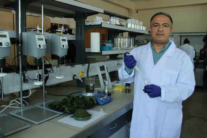 Deniz marulları enerji kaynağına dönüştü Deniz marulları enerji kaynağına dönüştü