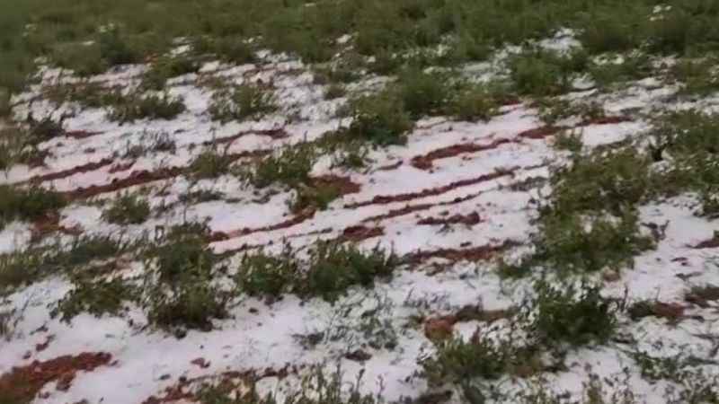 Denizli'de dolu yağışı üzüm bağlarını vurdu Denizli'de dolu yağışı üzüm bağlarını vurdu