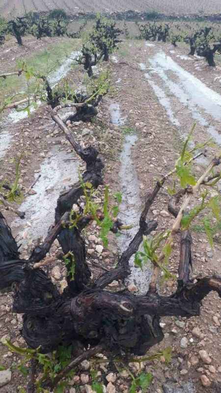 Denizli'de dolu yağışı üzüm bağlarını vurdu Denizli'de dolu yağışı üzüm bağlarını vurdu