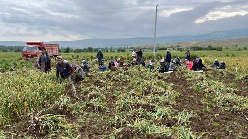 Konya’da 30 dakika süren sağanak yağış sarımsak tarlalarını vurdu Konya’da 30 dakika süren sağanak yağış sarımsak tarlalarını vurdu