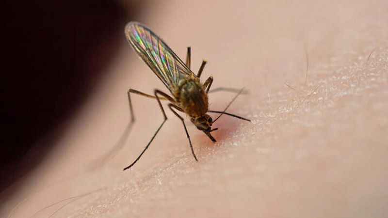 Asya Kaplan Sivrisineğine dikkat ! Asya Kaplan Sivrisineğine dikkat !