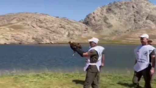 Tedavisi tamamlanan kızıl şahin tekrar doğaya bırakıldı Tedavisi tamamlanan kızıl şahin tekrar doğaya bırakıldı