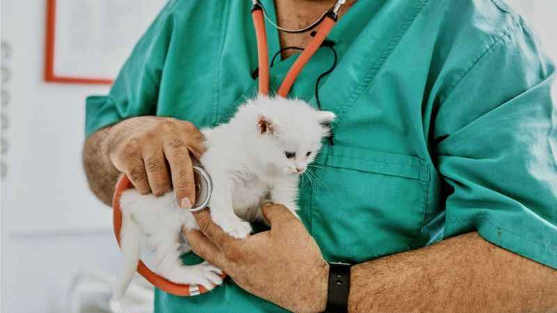 ING Türkiye’den evcil hayvanlar için Turuncu Patiler Sigortası ING Türkiye’den evcil hayvanlar için Turuncu Patiler Sigortası