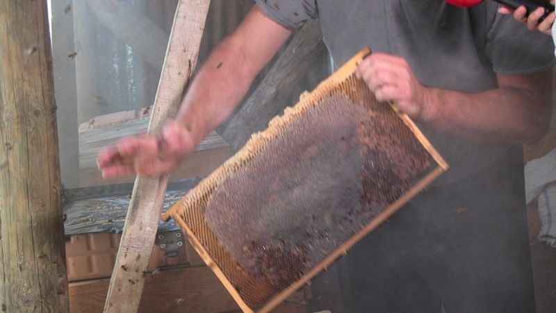 Macahel balı Anzer Balı'na rakip oluyor Macahel balı Anzer Balı'na rakip oluyor