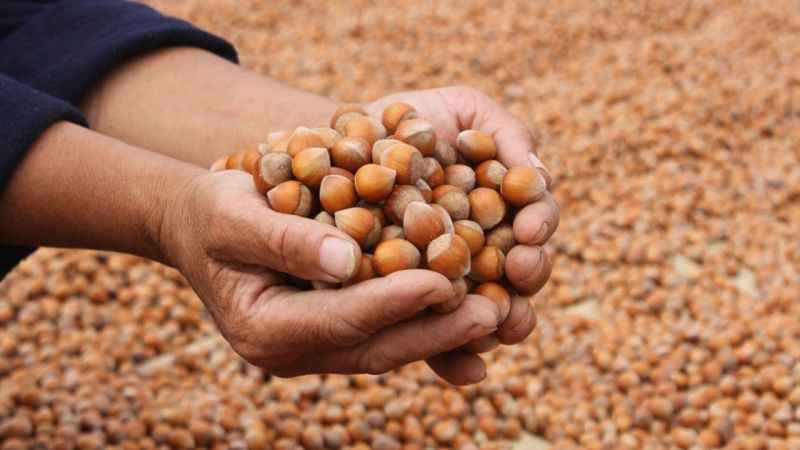 Ordu'da serbest piyasada fındık 100 lirayı aştı Ordu'da serbest piyasada fındık 100 lirayı aştı