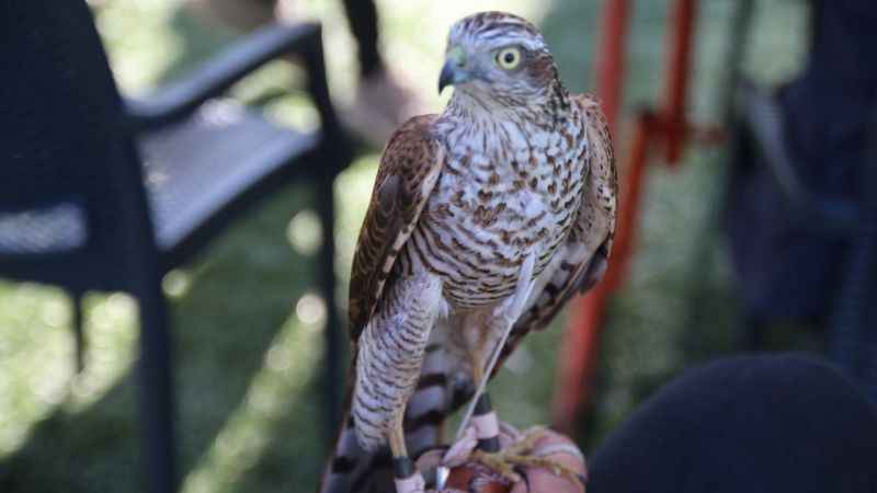 Rize’de en güzel atmaca yarışması Rize’de en güzel atmaca yarışması