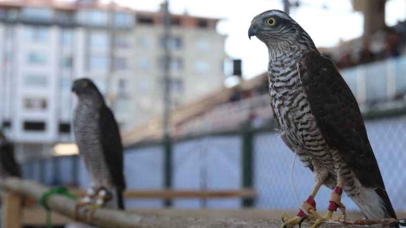 Rize’de en güzel atmaca yarışması Rize’de en güzel atmaca yarışması