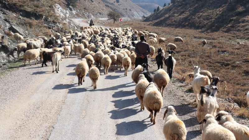 Konargöçerlerin kış öncesi zorlu göçü başladı Konargöçerlerin kış öncesi zorlu göçü başladı