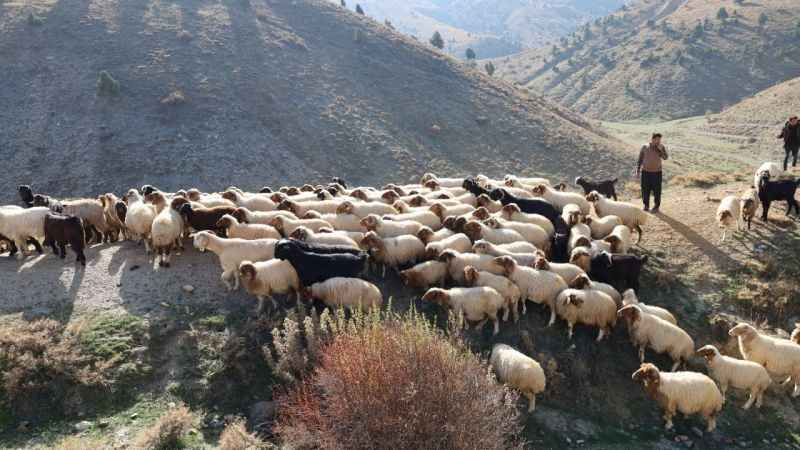 Konargöçerlerin kış öncesi zorlu göçü başladı Konargöçerlerin kış öncesi zorlu göçü başladı