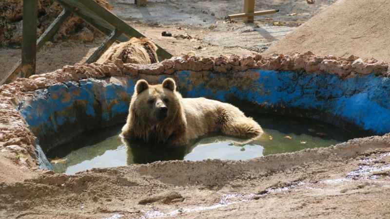 Su havuzuna düşen dronu boz ayı kurtardı Su havuzuna düşen dronu boz ayı kurtardı
