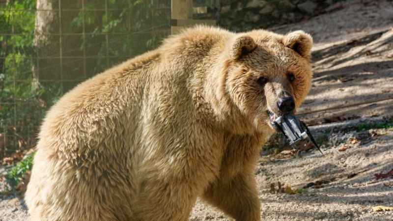 Su havuzuna düşen dronu boz ayı kurtardı Su havuzuna düşen dronu boz ayı kurtardı