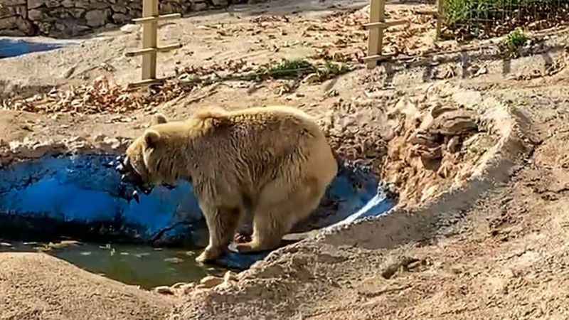 Su havuzuna düşen dronu boz ayı kurtardı Su havuzuna düşen dronu boz ayı kurtardı