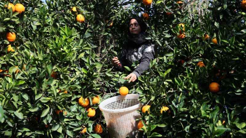 Adana’da yetişiyor dünyaya ihraç ediliyor Adana’da yetişiyor dünyaya ihraç ediliyor