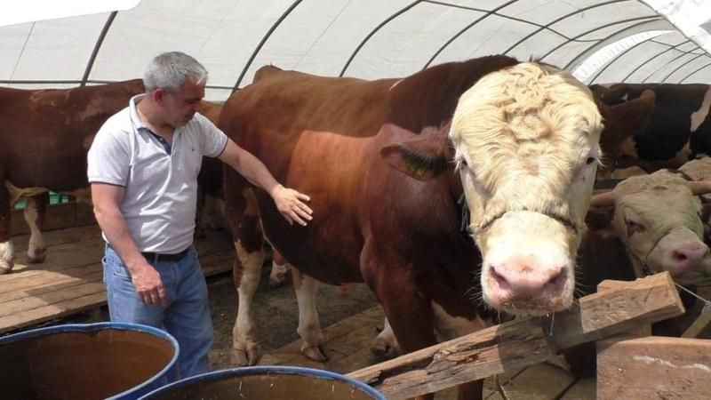 1540 kilo ağırlığındaki TOGG isimli dana alıcısını bekliyor 1540 kilo ağırlığındaki TOGG isimli dana alıcısını bekliyor