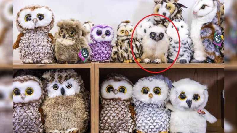 Baykuşu görenlerin IQ’su 150 imiş! Sadece 4 saniyeniz var… Baykuşu görenlerin IQ’su 150 imiş! Sadece 4 saniyeniz var…