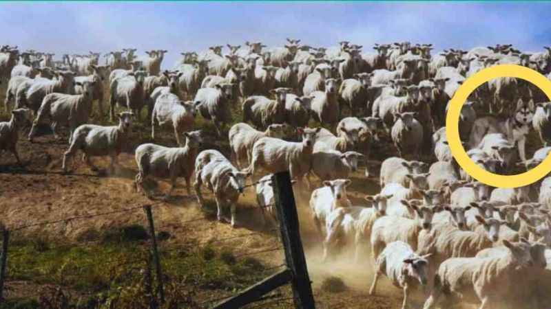 İşte zorlu bir test daha! Koyunların arasındaki huskyi gördünüz mü? IQ seviyesi 200’müş… İşte zorlu bir test daha! Koyunların arasındaki huskyi gördünüz mü? IQ seviyesi 200’müş…