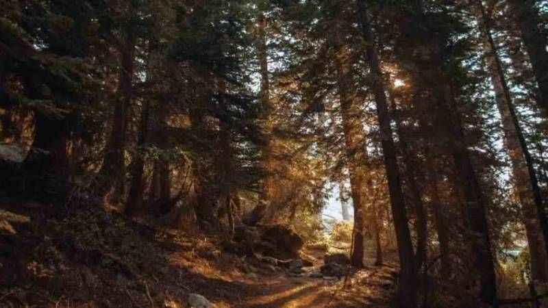 Sadece IQ’su 150 olanlar 10 saniyede çözüyor: Ormandaki jaguarı gördünüz mü? Sadece IQ’su 150 olanlar 10 saniyede çözüyor: Ormandaki jaguarı gördünüz mü?