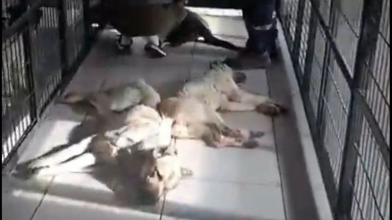 Osmangazi Belediyesi’nden hayvan katliamı! Osmangazi Belediyesi’nden hayvan katliamı!