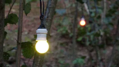 Fındıklara dadanan domuzlara Karadenizli çözümü