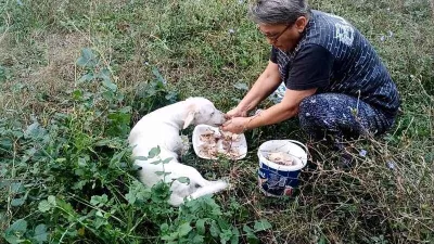 Yaralı köpek, hayvanseverler sayesinde hayata tutundu