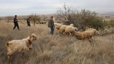Kaybolan koyunlar jandarma dronuyla bulundu