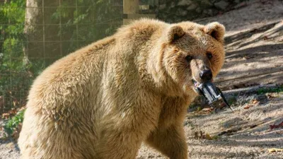 Su havuzuna düşen dronu boz ayı kurtardı