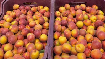 Mersin’de kayısının kilosu 8 liraya kadar düştü