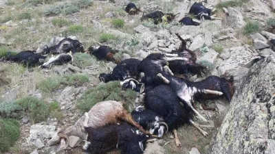 Bingöl’de keçi sürüsüne yıldırım düştü: 51 keçi telef oldu