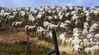 İşte zorlu bir test daha! Koyunların arasındaki huskyi gördünüz mü? IQ seviyesi 200’müş…