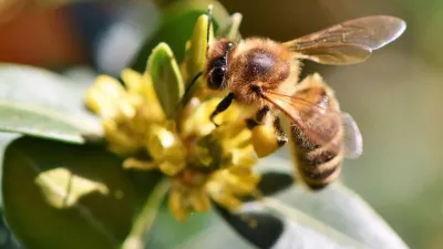 Covid-19’a karşı Anadolu Propolisi