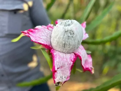 Türkiye’nin tarım merkezinde ejder meyvesi hasadı başladı, kilosu 180 TL’den alıcı buluyor
